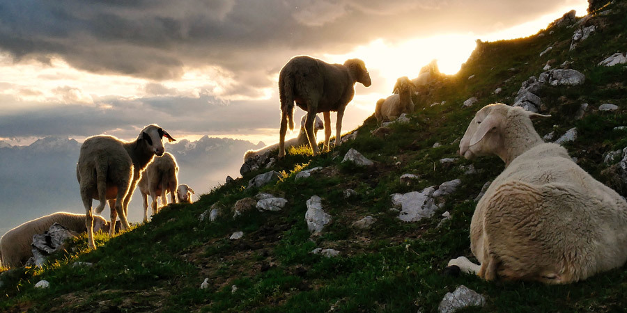 sheep on mountain during sunset