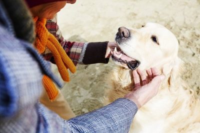 person petting golden retriever