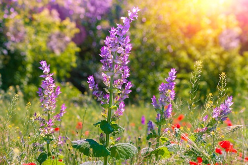 wild flowers