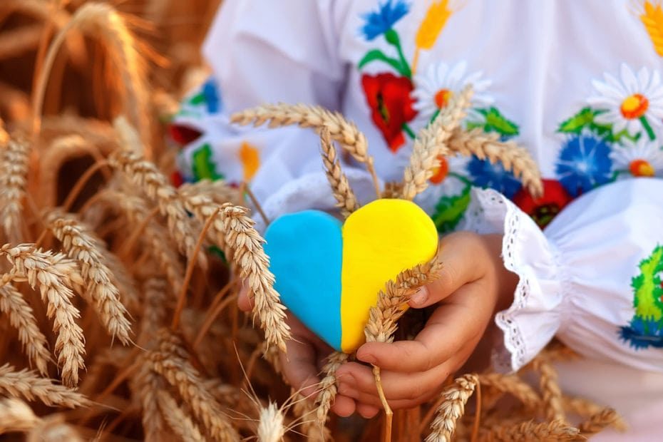 A yellow and blue heart signifying Ukraineand spikelets of wheat in the hands of a child in an embroidered shirt ( vyshyvanka). Wheat field at sunset.Unity Day, Independence Day of Ukraine, Embroidery Day