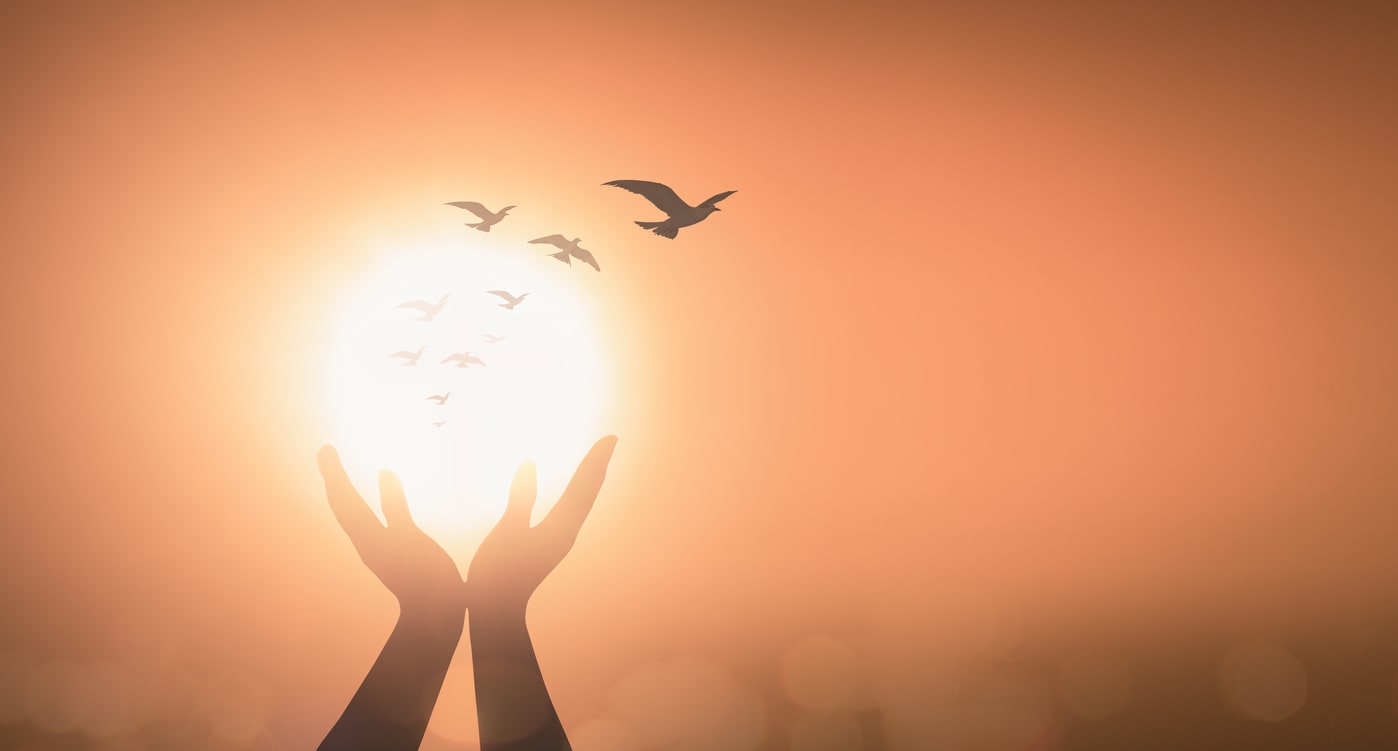 birds flying in front of sun